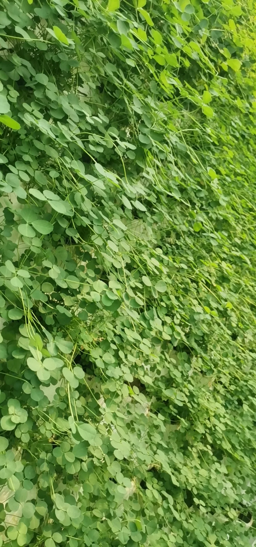 Luzerne. De fines tiges et un feuillage dense couvrent la face de culture.