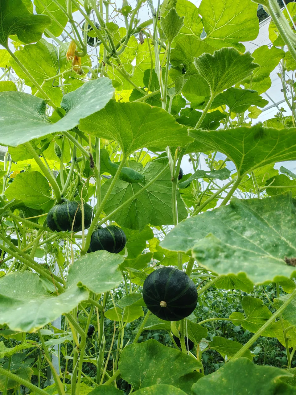 Courge miniature (type Beibei). De petits fruits arrondis se développent parmi de larges feuilles.