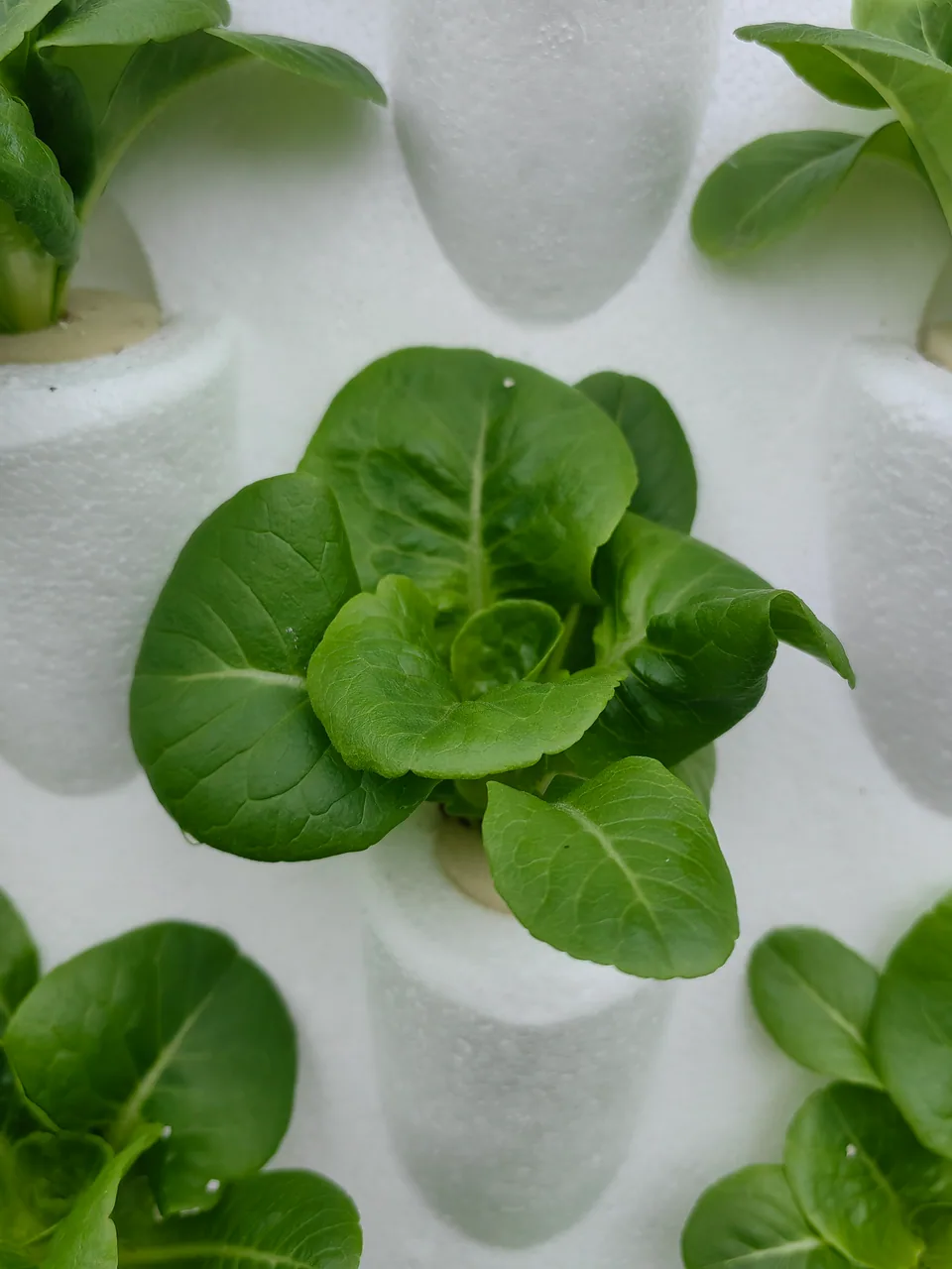 Laitue beurre. Les feuilles tendres et arrondies forment des rosettes compactes.