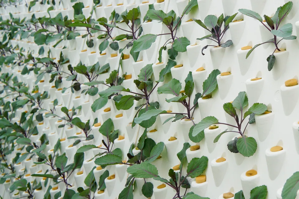 Jeunes plants de chou pommé à tiges violettes, disposés en quinconce, chacun dans un alvéole de plantation.
