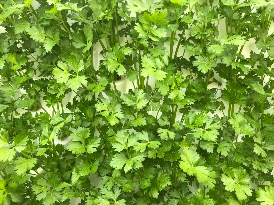 Des feuilles et des tiges de céleri émergent de chaque alvéole de plantation blanc.
