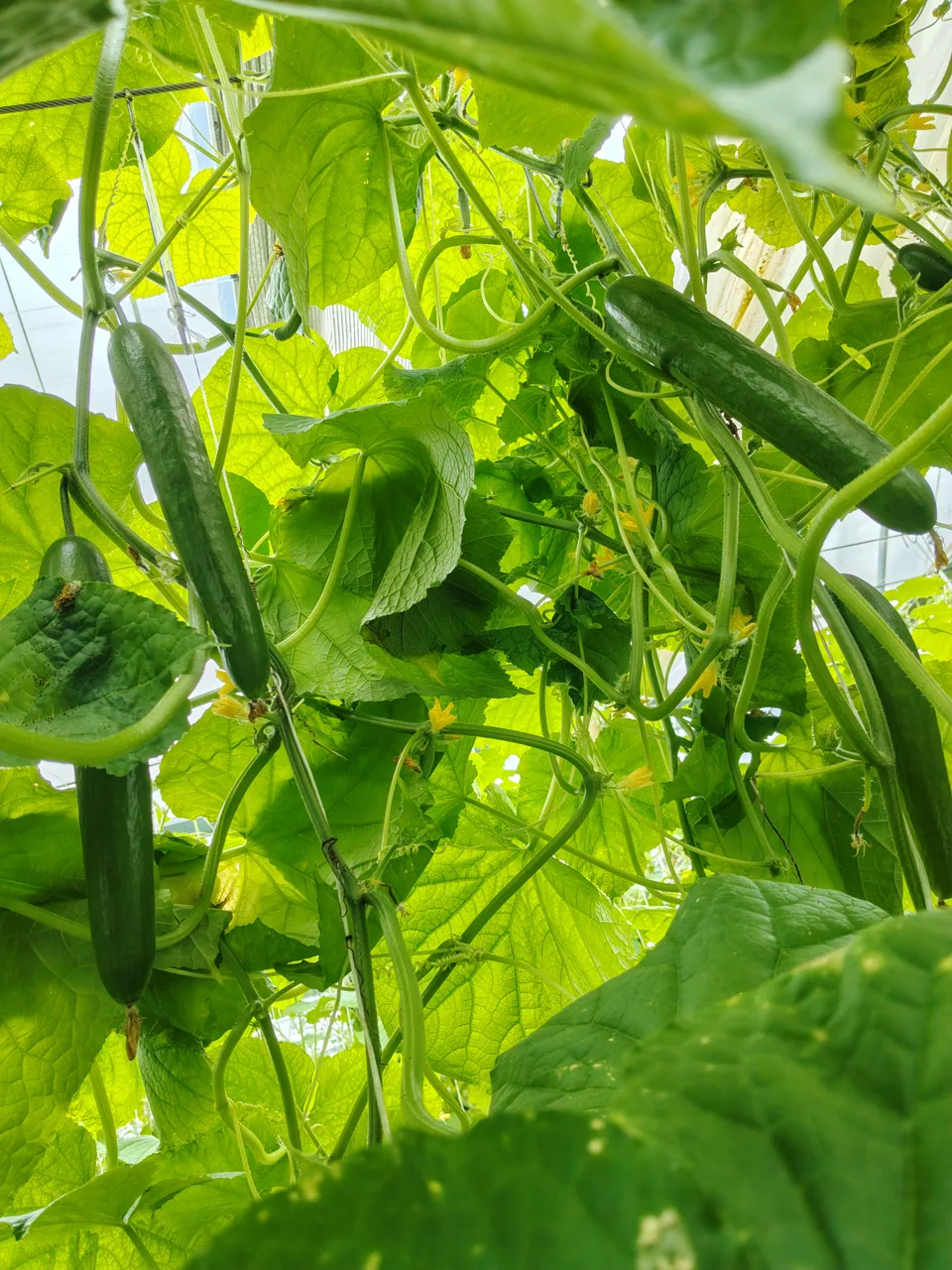 Concombre. Des fruits allongés pendent aux plantes grimpantes soutenues.