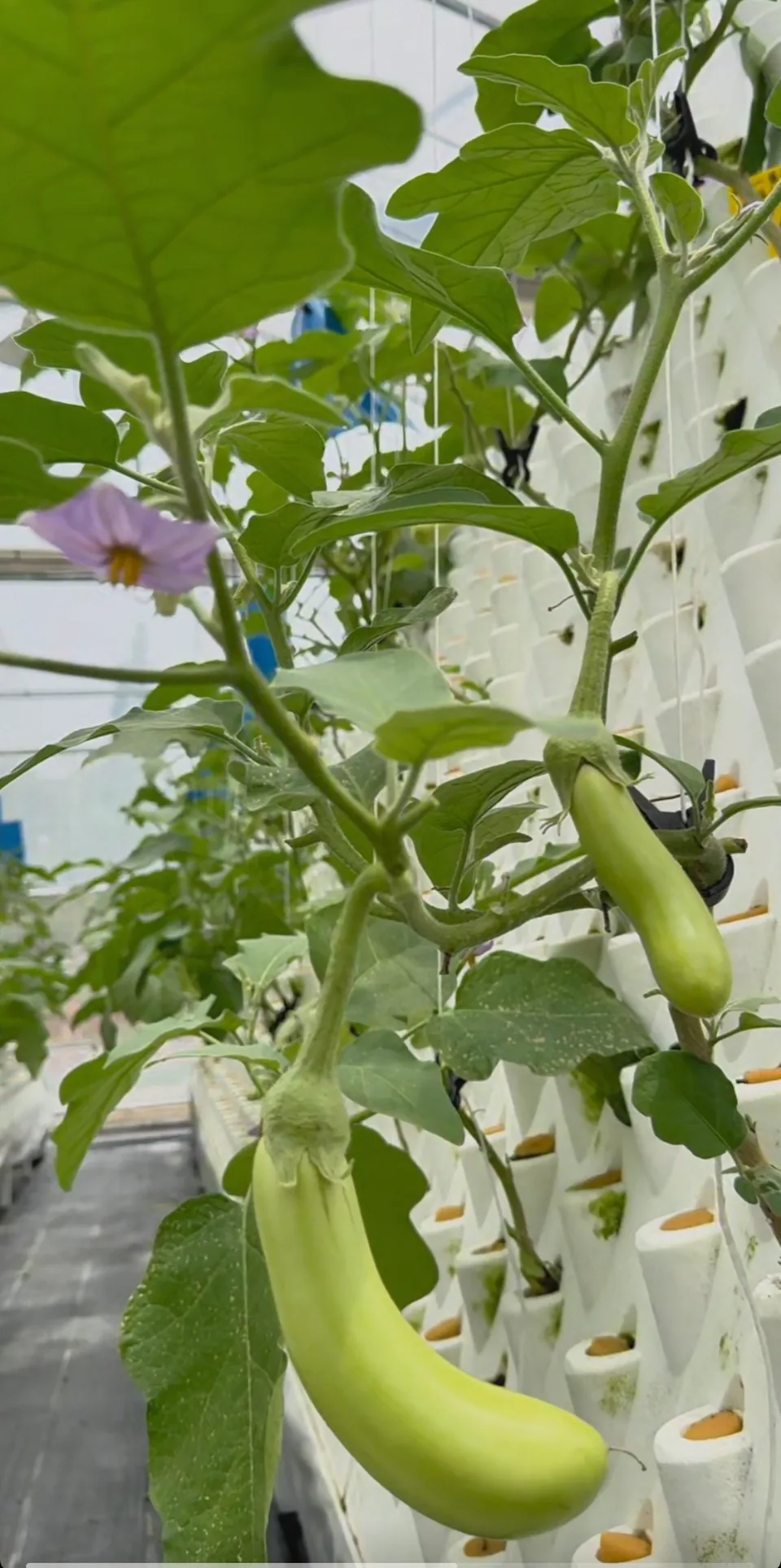 Aubergine. Les fruits en développement et les fleurs apparaissent sous de larges feuilles.