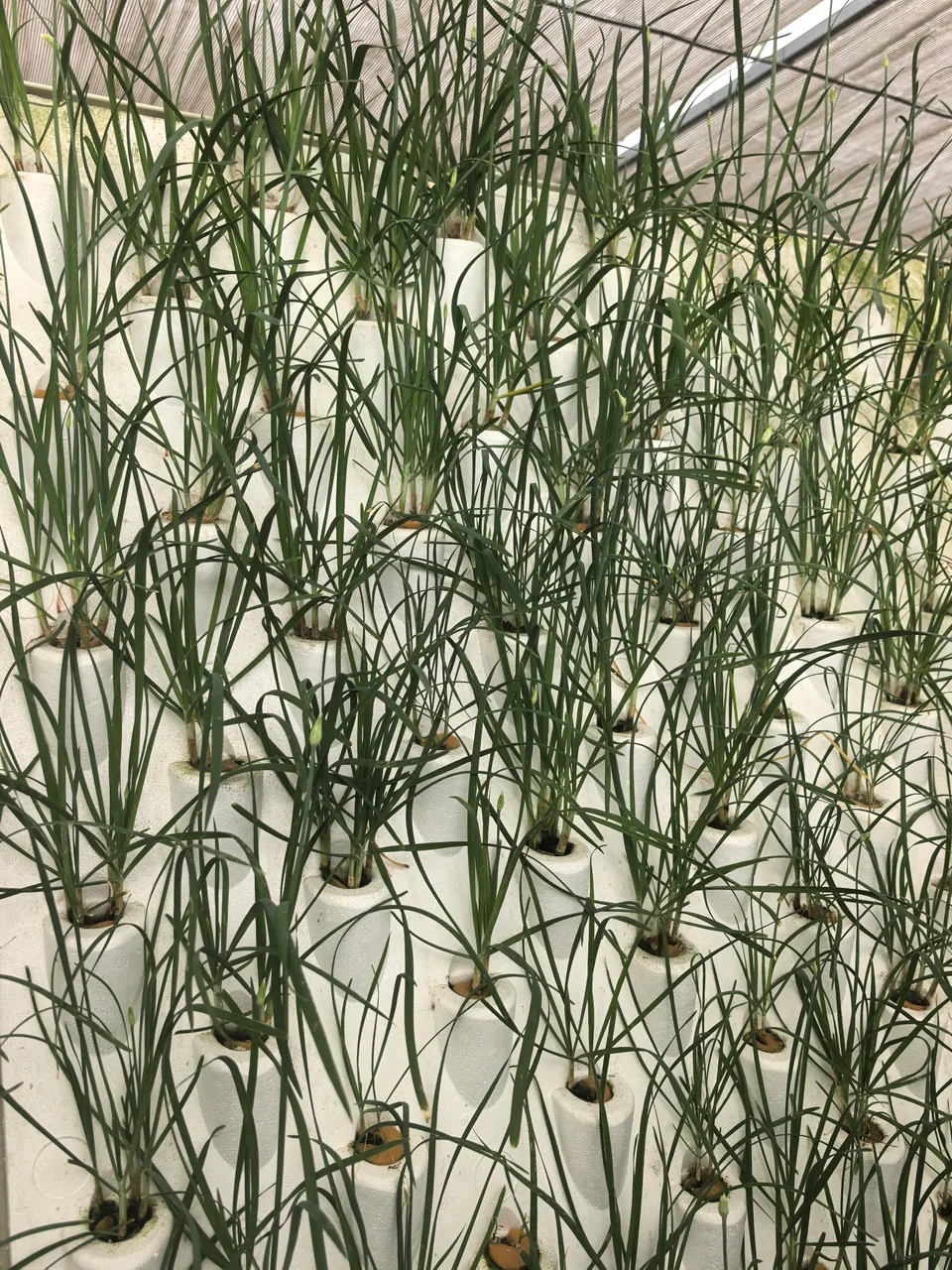 Ciboulette chinoise. Les feuilles vertes et étroites se dressent en touffes au-dessus du panneau.