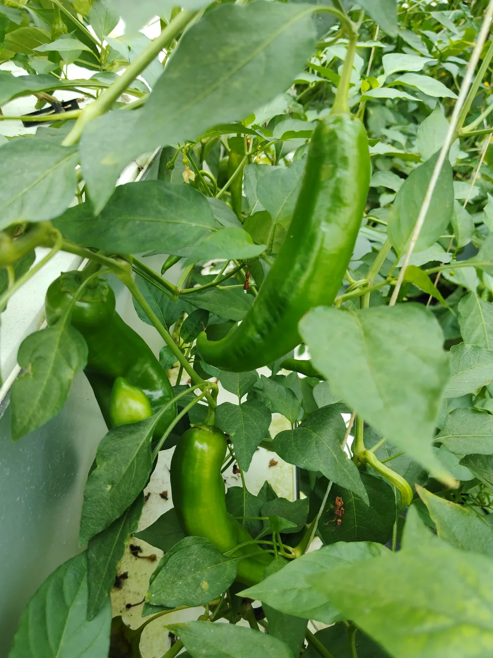 Piment en forme de corne. Des fruits verts allongés pendent sous le feuillage.