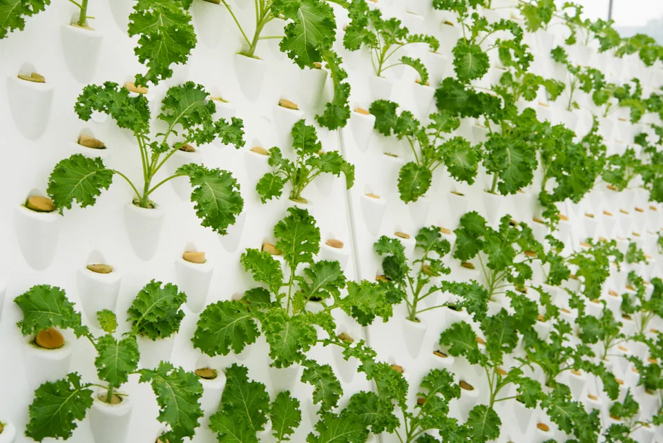 Des plants de chou frisé poussent sur un panneau de culture blanc.