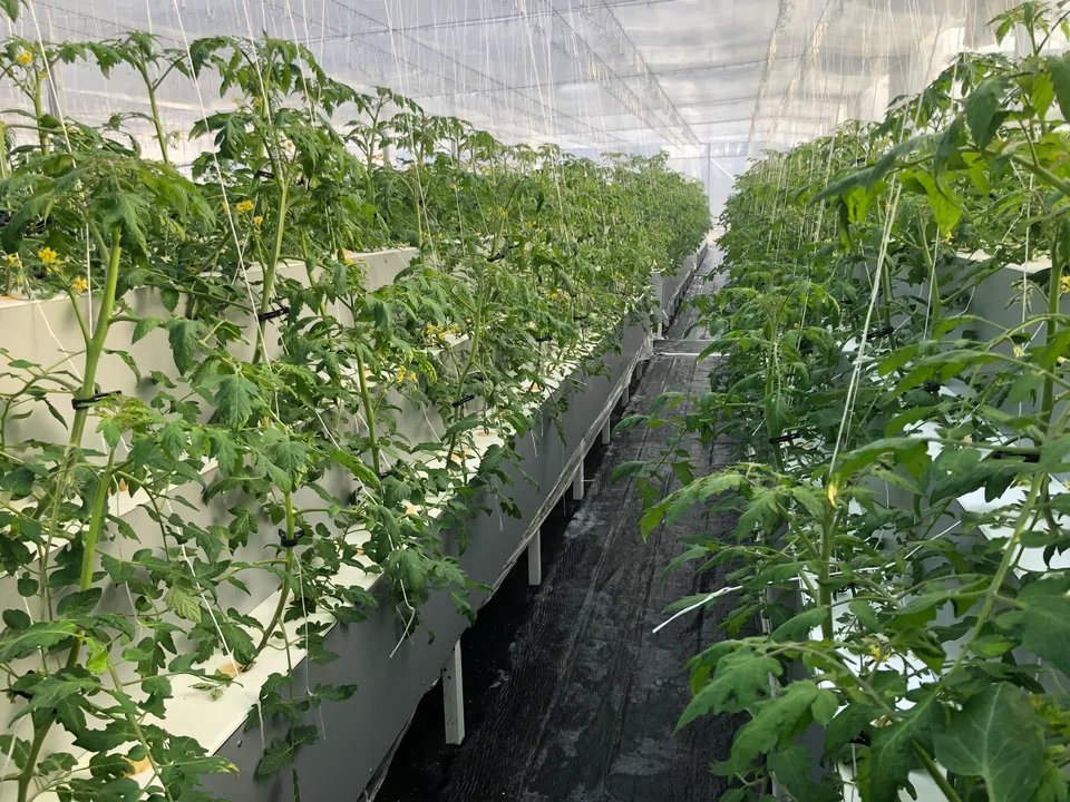 Plants de tomate et ficelles de palissage au-dessus de surfaces de culture à étages décalés, le long d’une allée de serre.