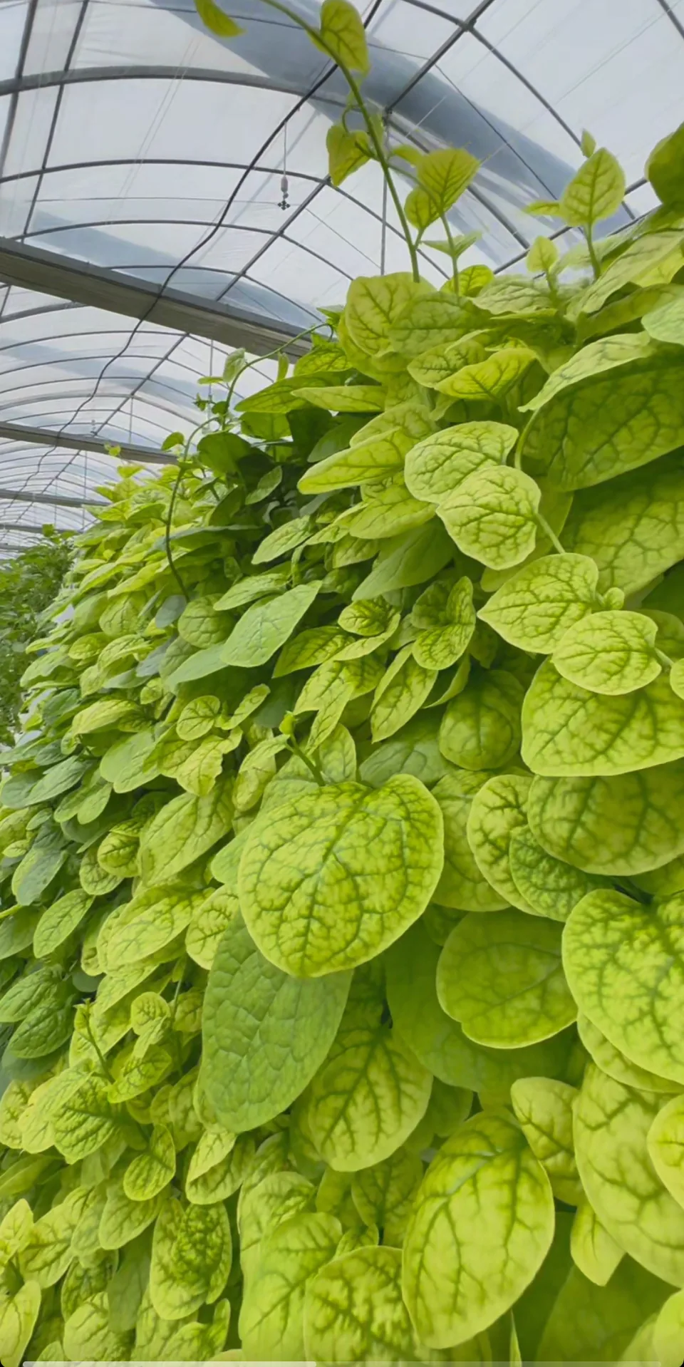 Épinard de Malabar. Des feuilles épaisses et arrondies couvrent la surface de culture.