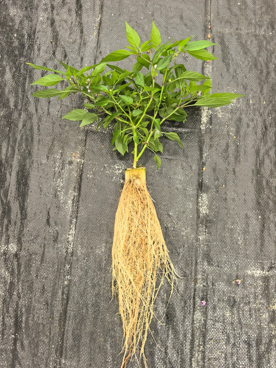 Piment multicolore. Une vue de la plante entière montre le feuillage et les racines suspendues.