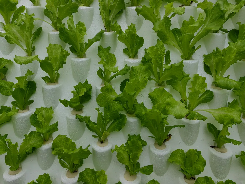 Young green lettuce plants in staggered white moulded planting pockets.