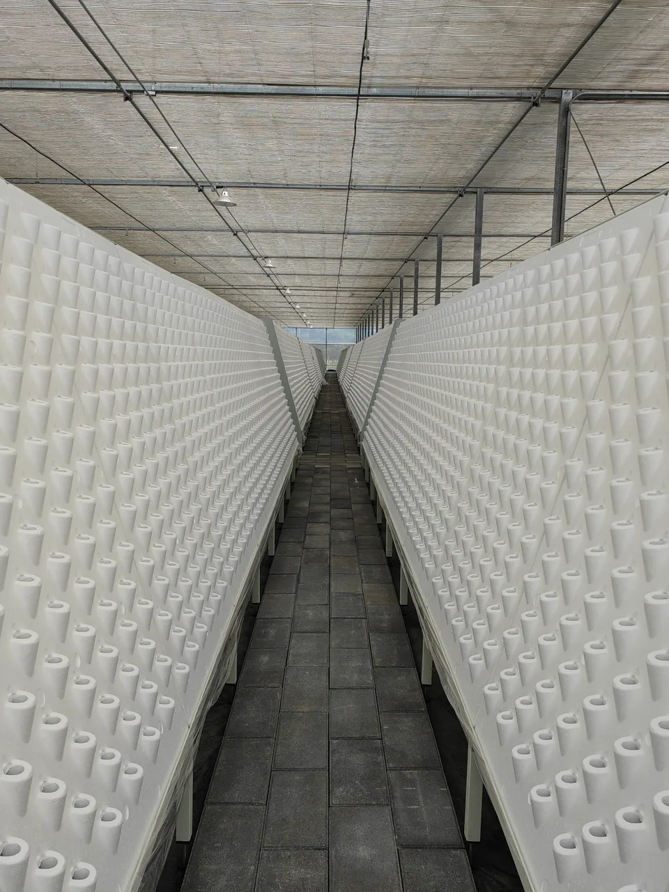 Rangées de panneaux blancs aux emplacements de plantation vides, vues depuis l’allée centrale.