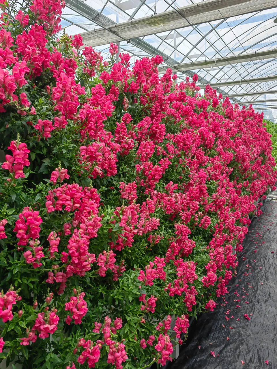 Muflier. Les tiges florales dressées portent des groupes de fleurs colorées.