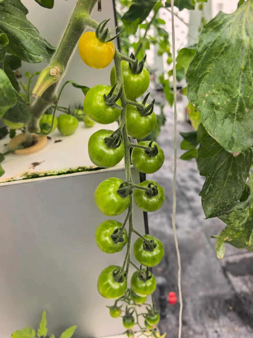 Tomate. Des grappes de fruits en développement pendent parmi les plants de la serre.