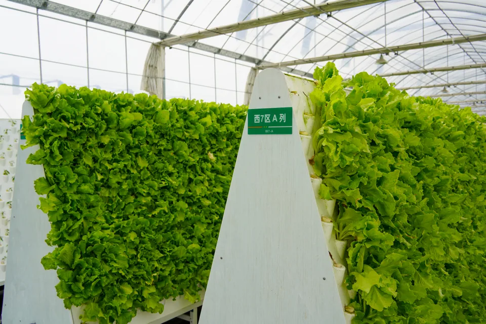 Lettuce-covered sloping panels on either side of a triangular growing-tower end.