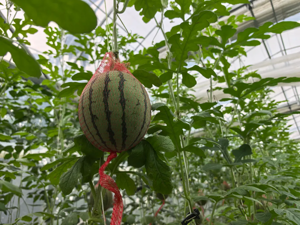 Une pastèque rayée suspendue dans un filet rouge de soutien parmi les plantes de la serre.