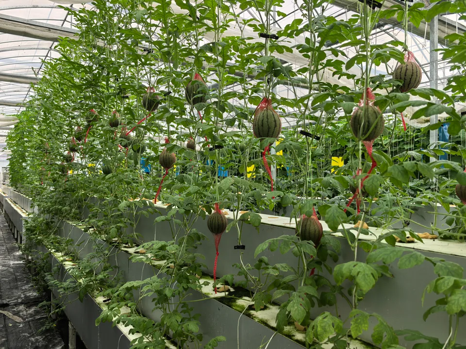 Multiple hanging watermelons above stepped cultivation boards.
